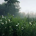 Field.1
