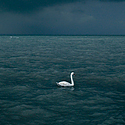 Swan.1