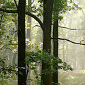 Wandlebury.1