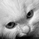 Soft Kitty.1